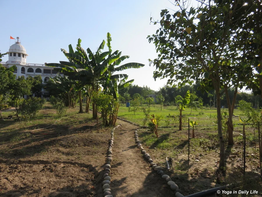 Neat and clean pathway and transplanted bananas